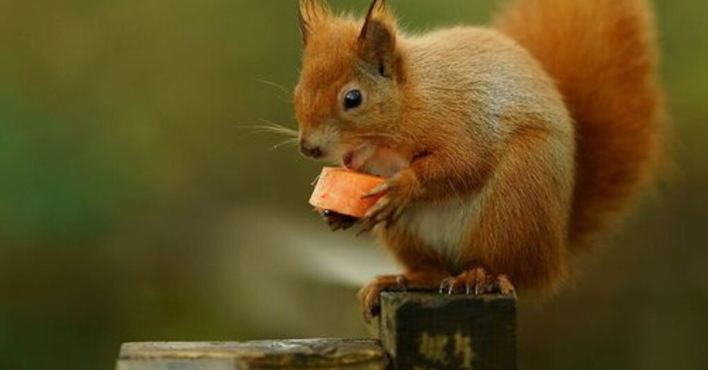 do squirrels eat carrots