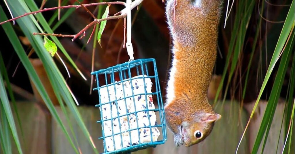 do squirrels eat suet