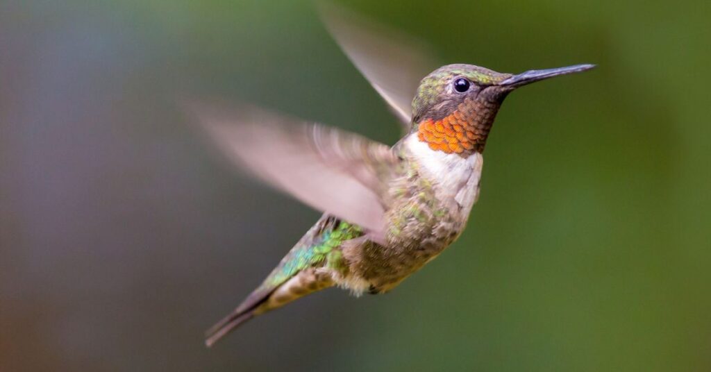 how far do hummingbirds migrate