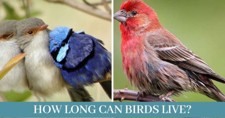 how long do birds live