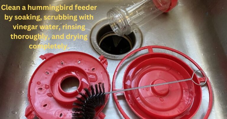 how to clean hummingbird feeder