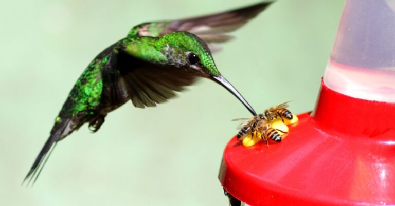 how to keep bees away from hummingbird feeders