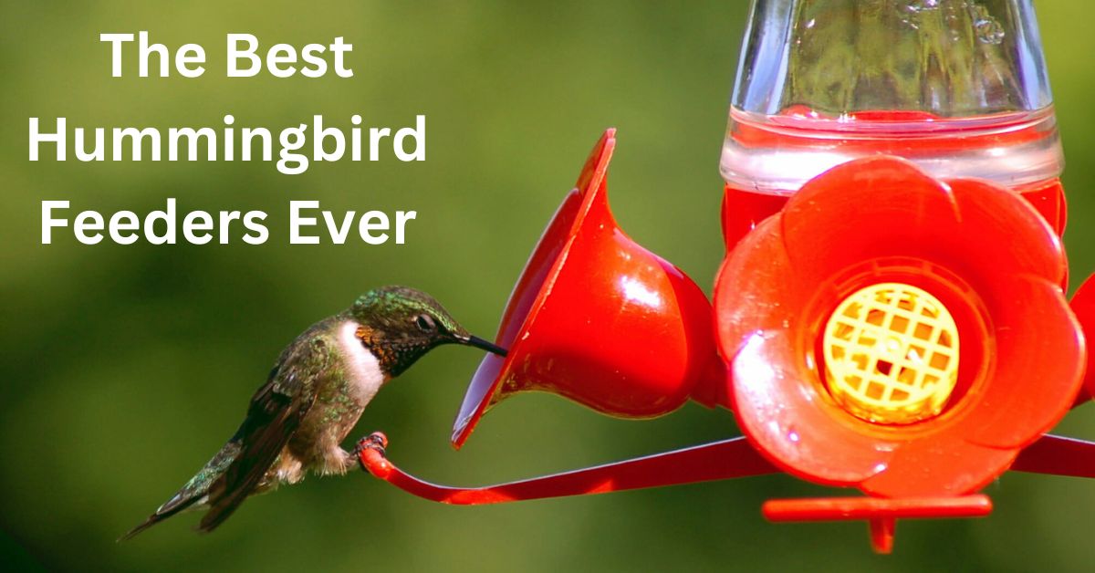 hummingbird feeder