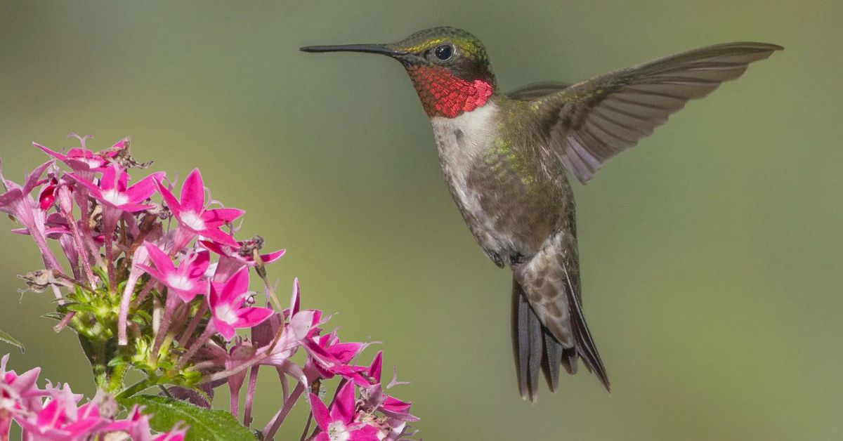 hummingbird migration