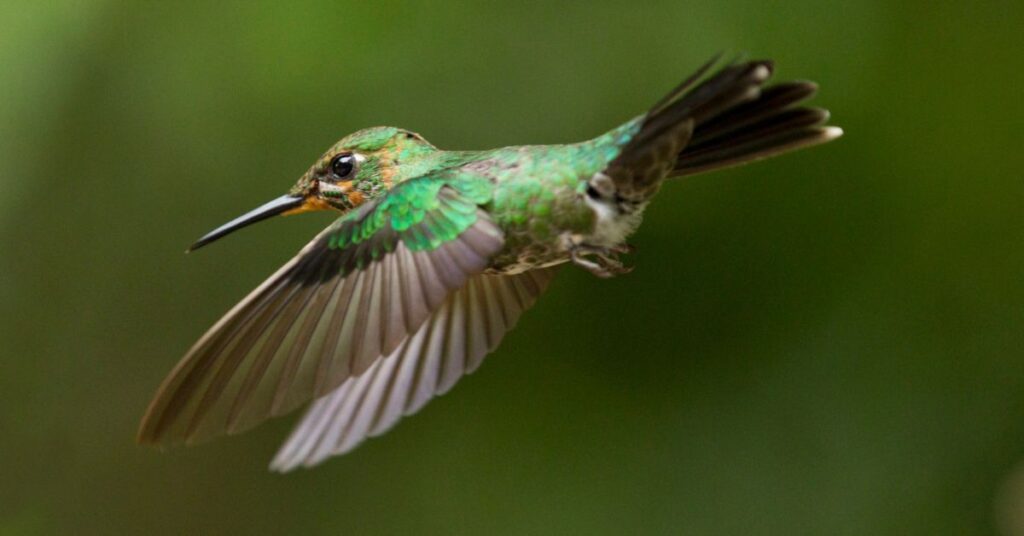 hummingbirds migration