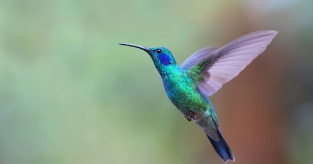 migration of hummingbirds