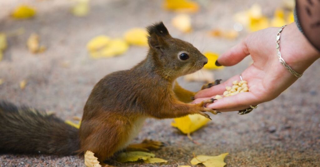 squirrel diet