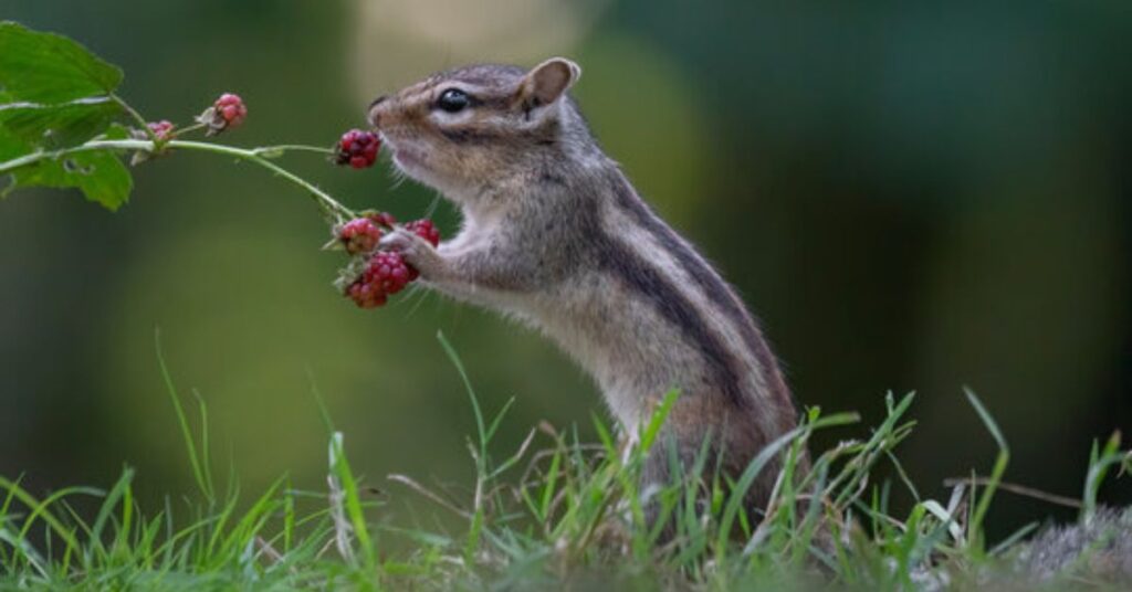 squirrels favorite food