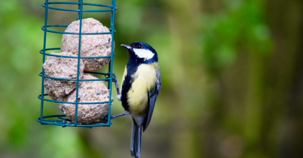 suet bird feeder