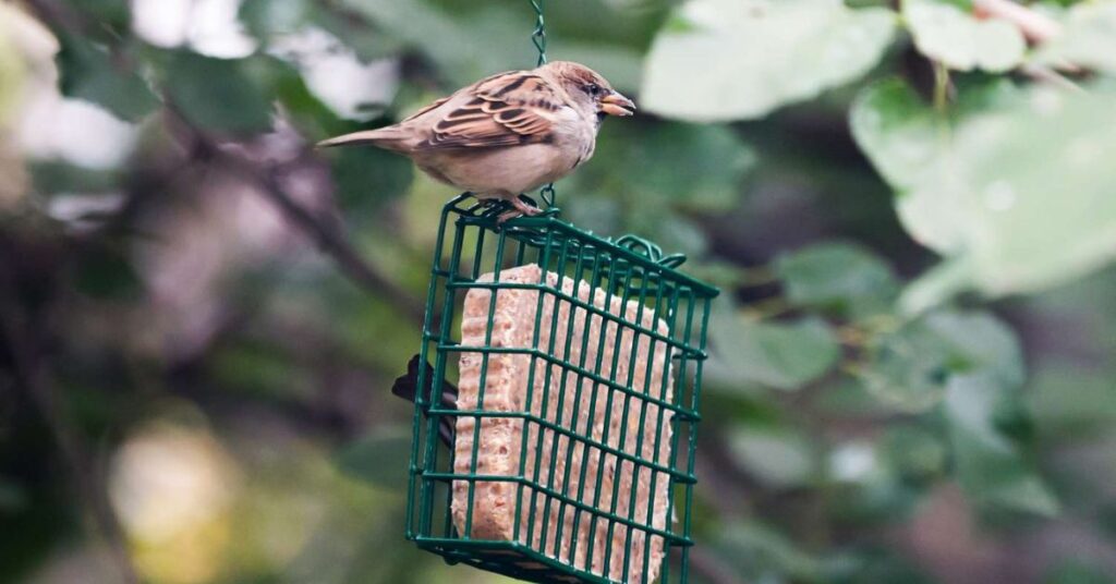 suet feeders