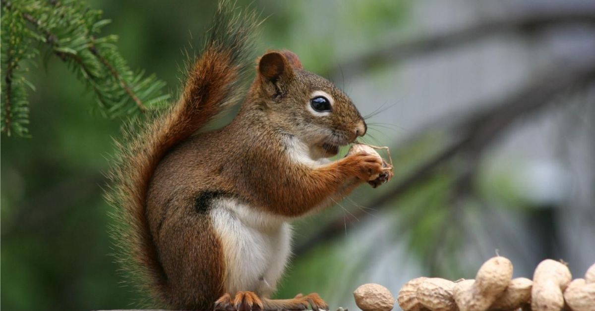 what do squirrels like to eat