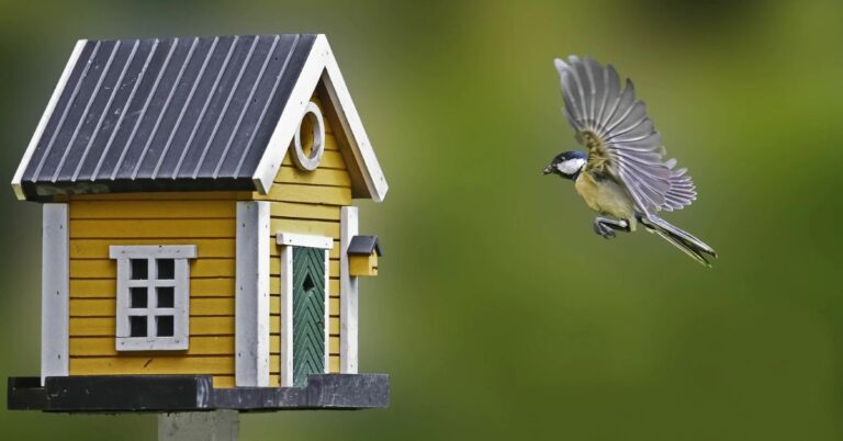 what does it mean when a bird flies in your house