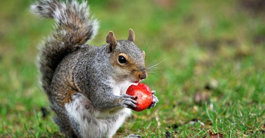 what to feed squirrels