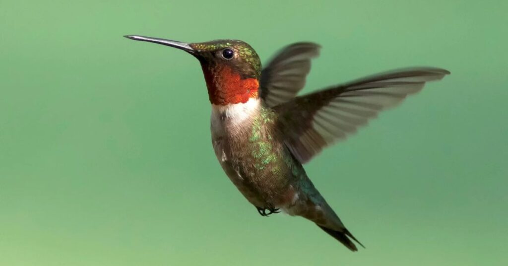 when do hummingbirds migrate