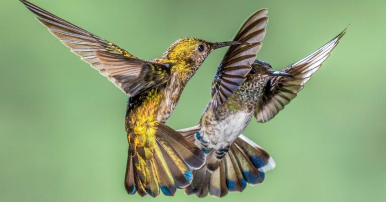 Aggressive Hummingbirds