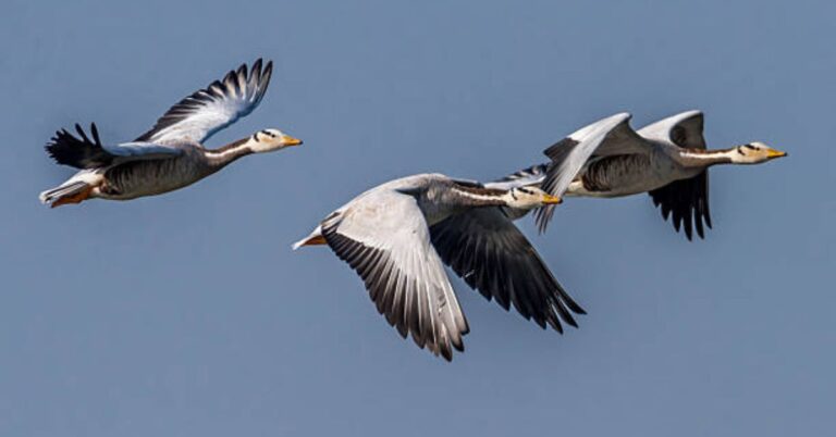 Bird Migration