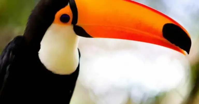 Birds with Orange Beaks