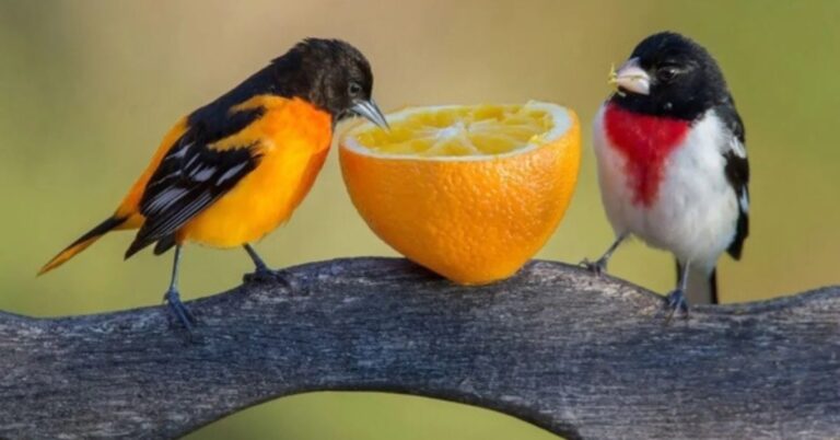 Feeding Birds With Fruit