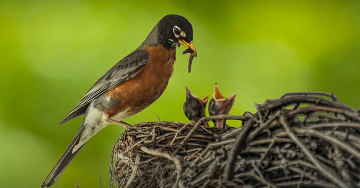 Feeding Baby Birds