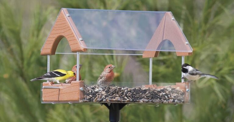 How Colors Impact Birds