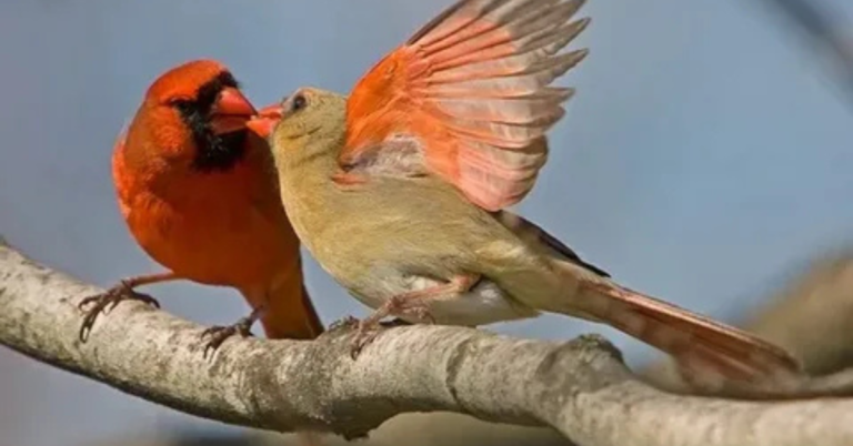 How Do Birds Mate - Understanding Birds Mating Behaviors