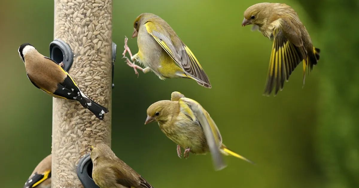 How To Attract Birds To A Feeder