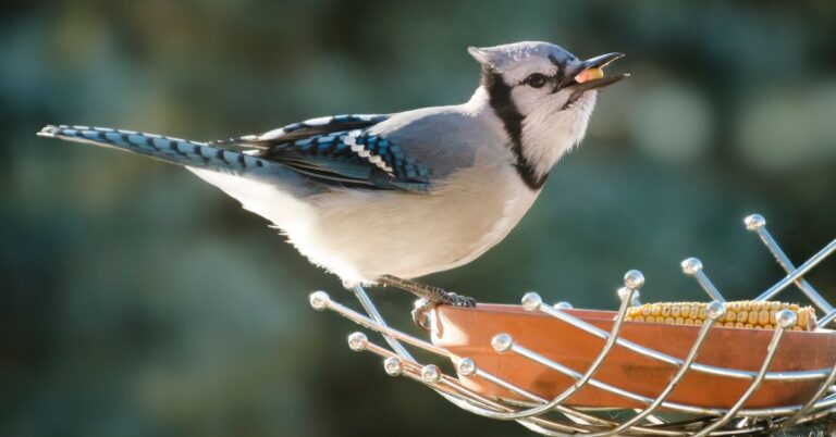 How To Attract Blue Jays