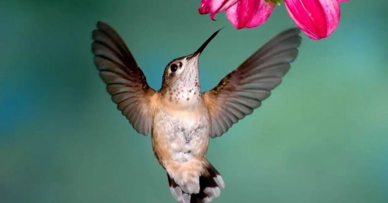 How to attract hummingbirds