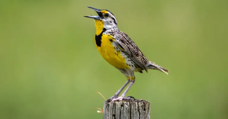 North Dakota State Bird