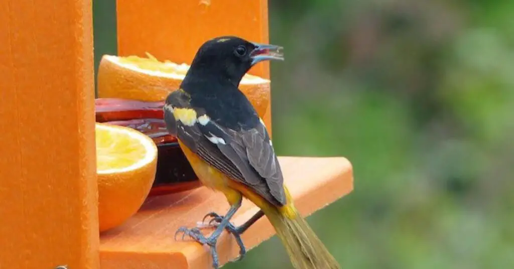 Oriole Feeder