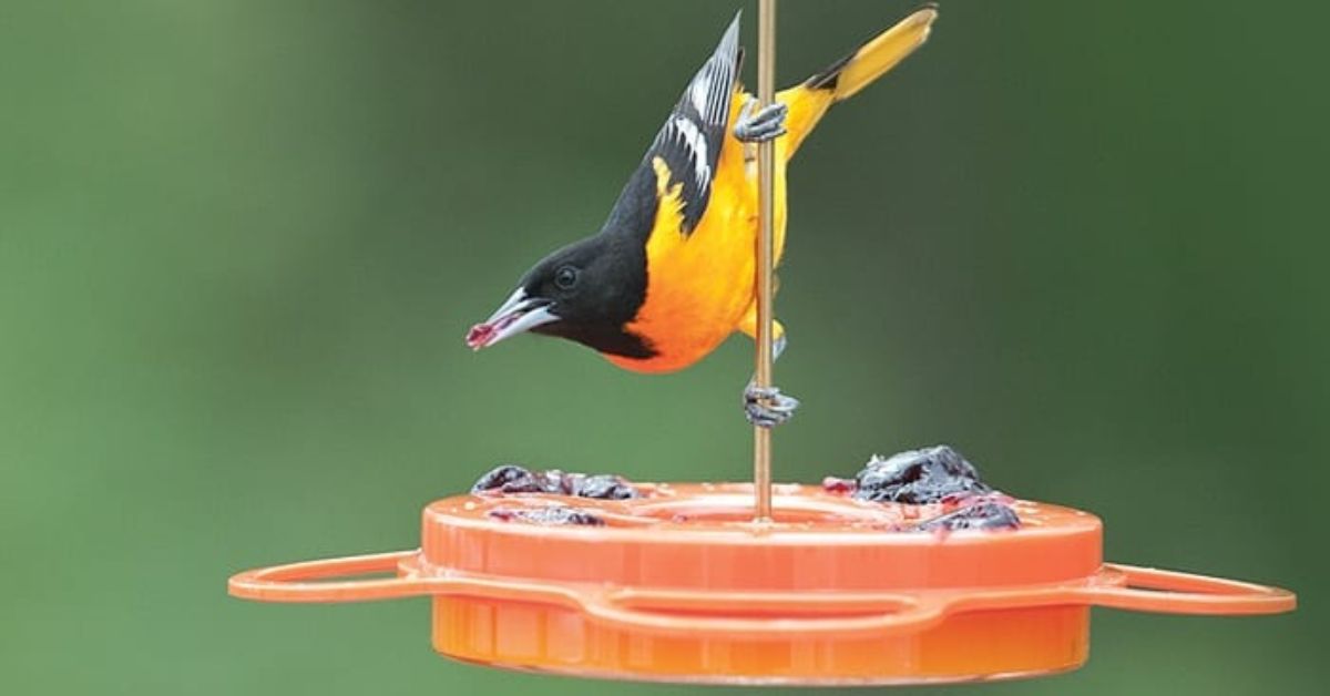 Oriole Feeders