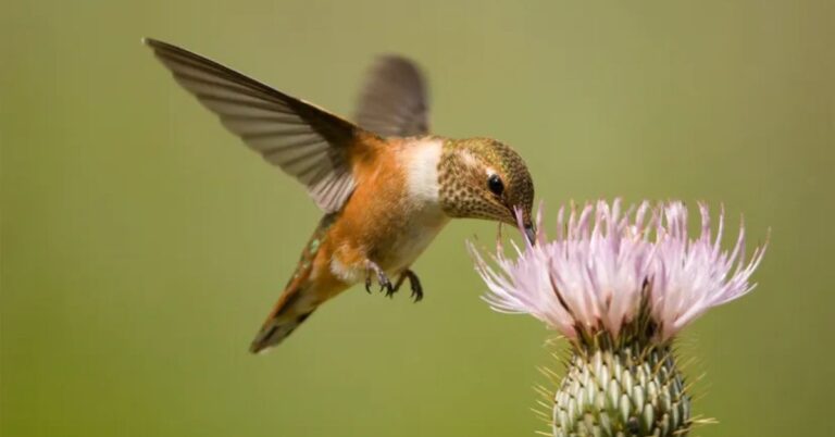 Ruby Throated Hummingbird