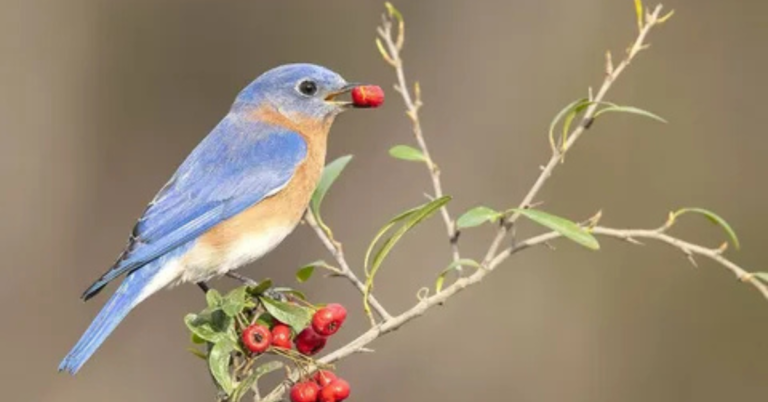 Understanding Female Eastern Bluebirds Traits & Habits