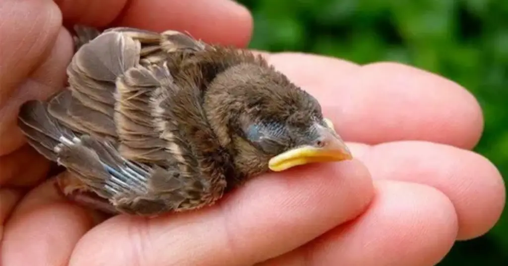 Feeding baby birds