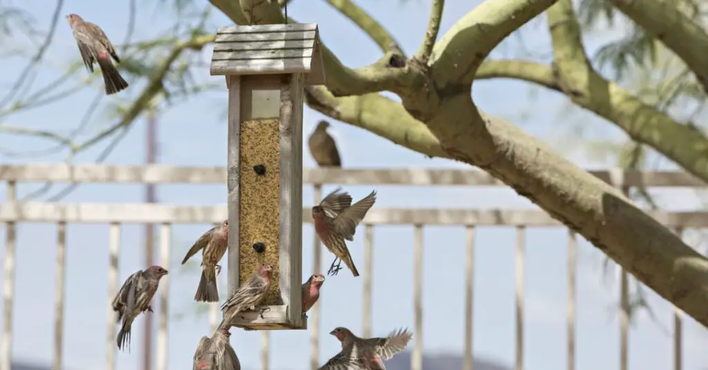 bird feeder for balcony