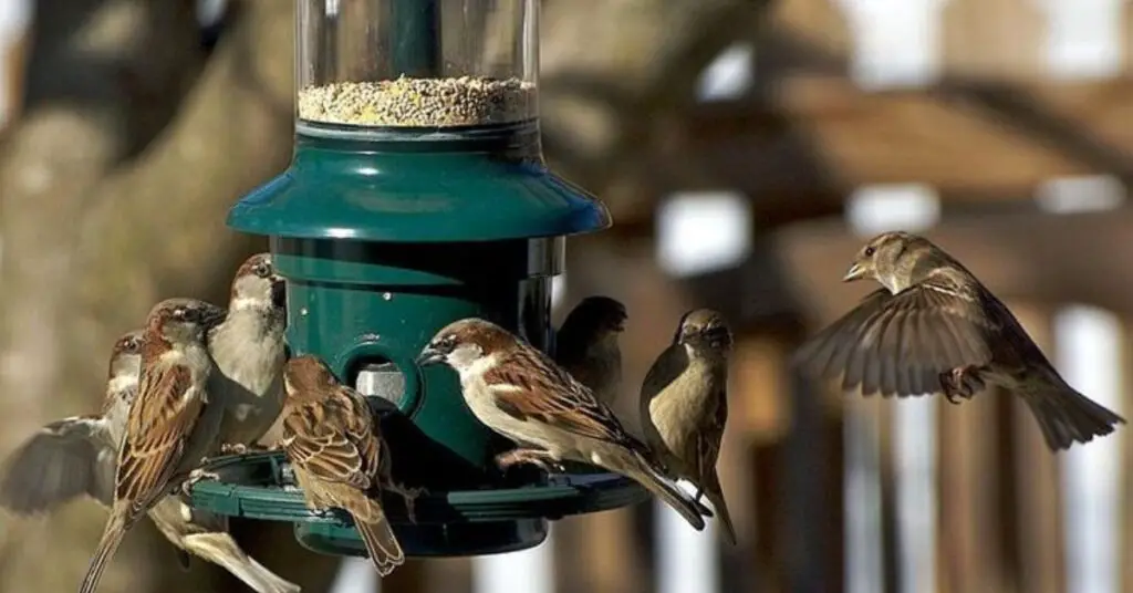 bird feeders for balconies