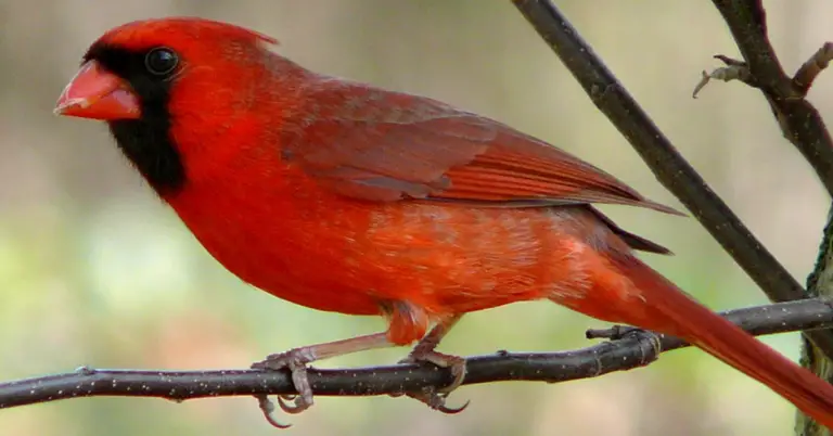 birds of illinois