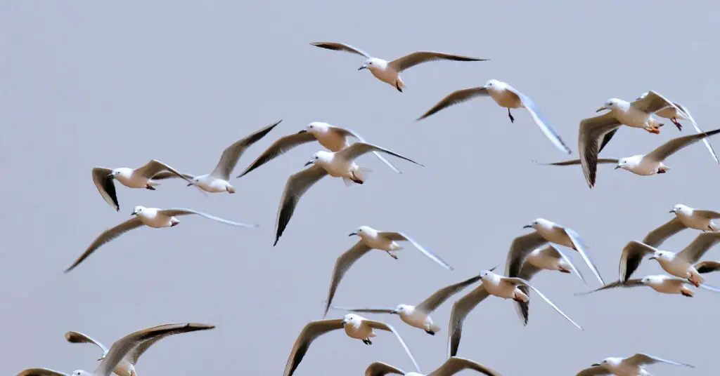 birds that migrate