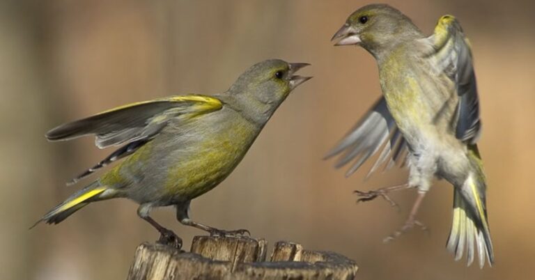 breeding season