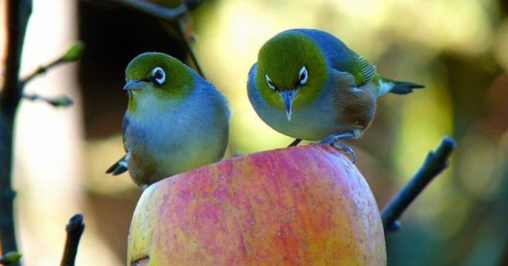 do birds eat apples