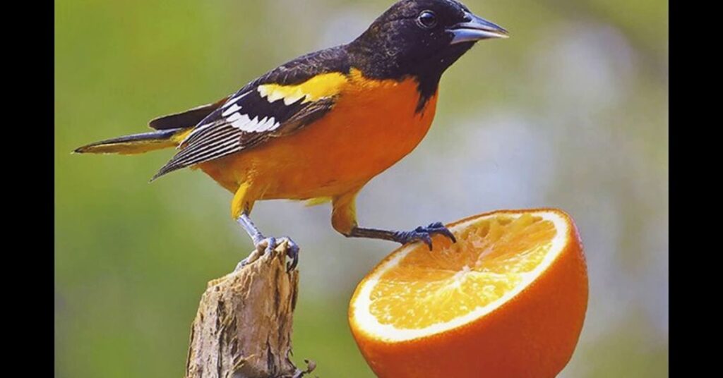 do birds eat oranges