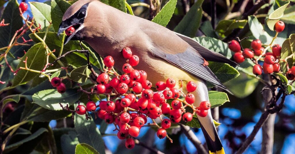 feed birds