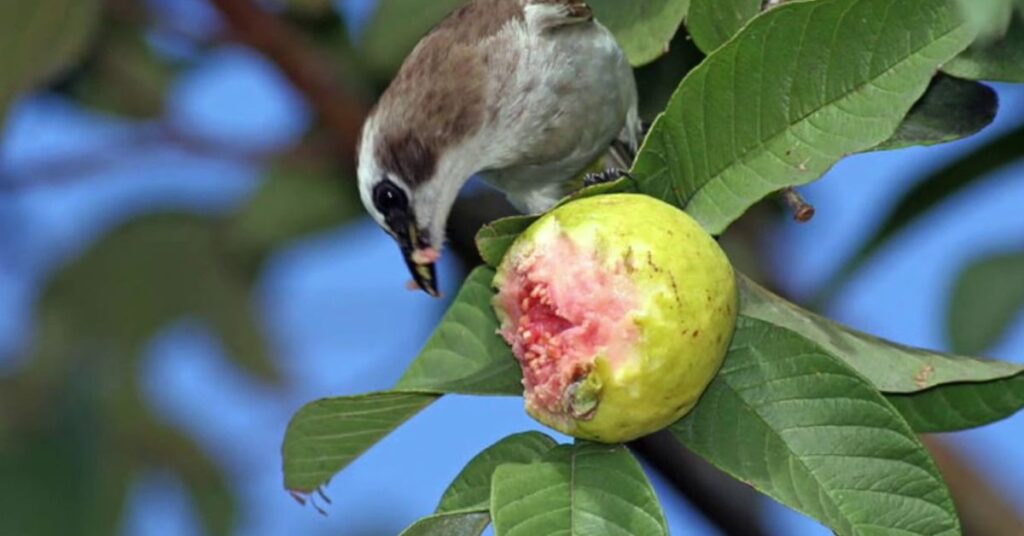 feeding bird