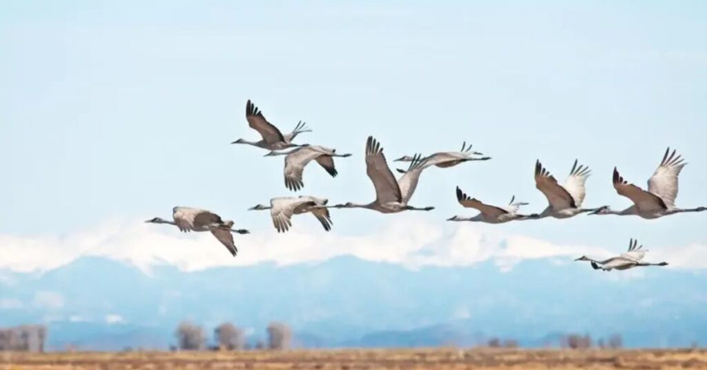 how long is migration