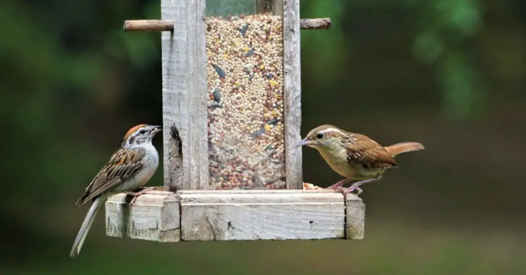 how to attract birds to a feeder