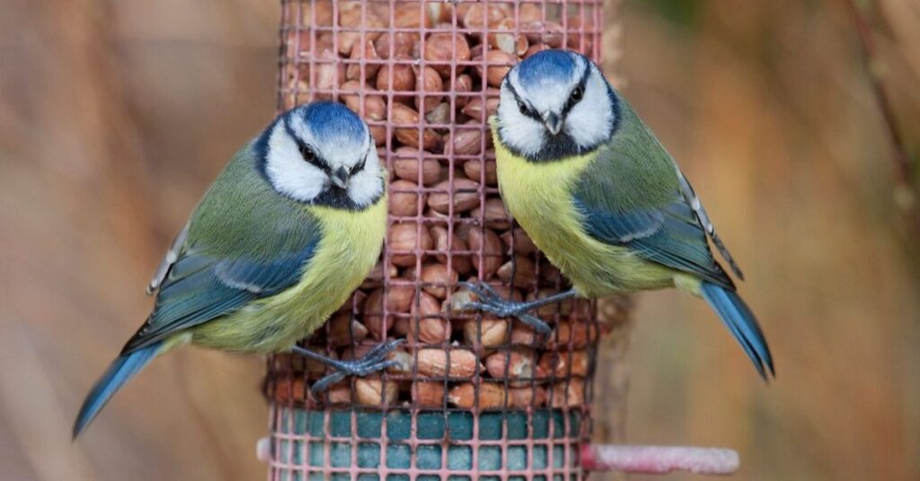 how to attract birds to a new feeder