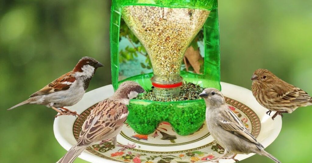 how to attract birds to bird feeder