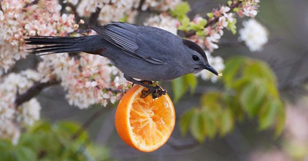 how to attract birds to feeder