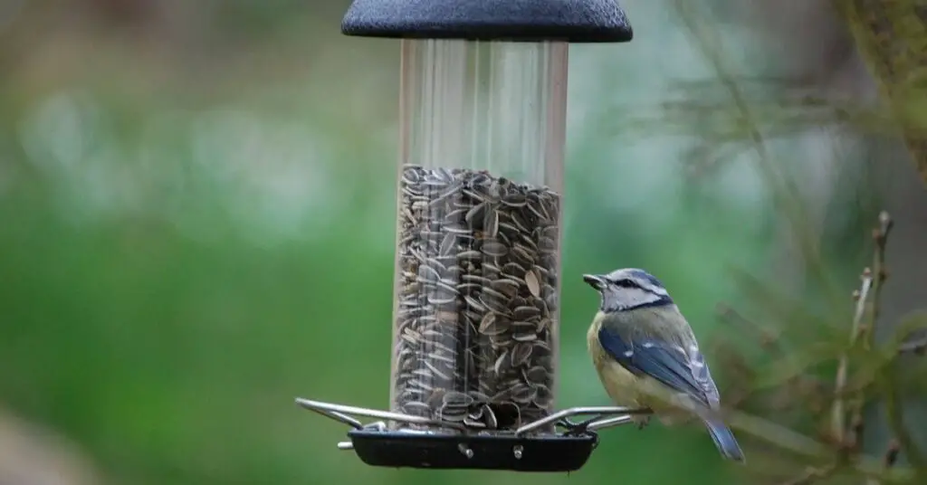 how to attract birds to your balcony