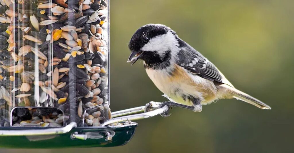 how to get birds to come to your bird feeder